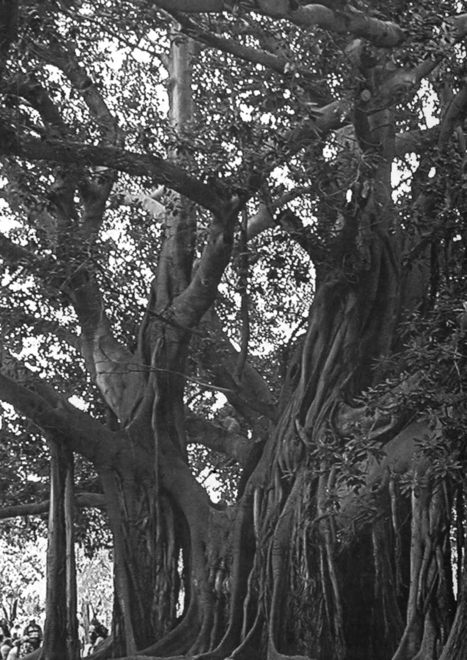 Indian Identity and Cultural Continuity - 0010-1.jpg